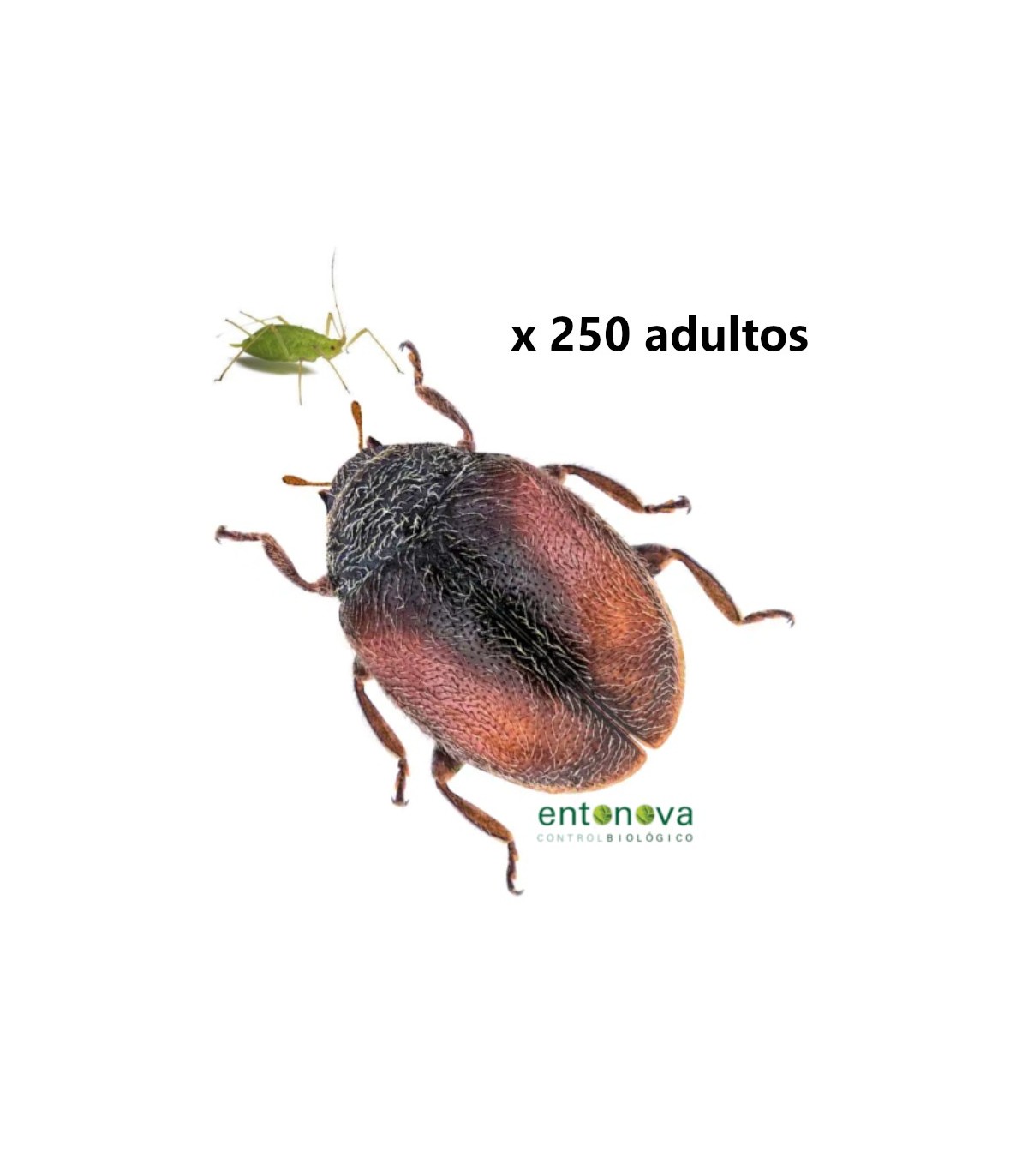 SCYMNOVA 250 mariquitas depredadoras de pulgón