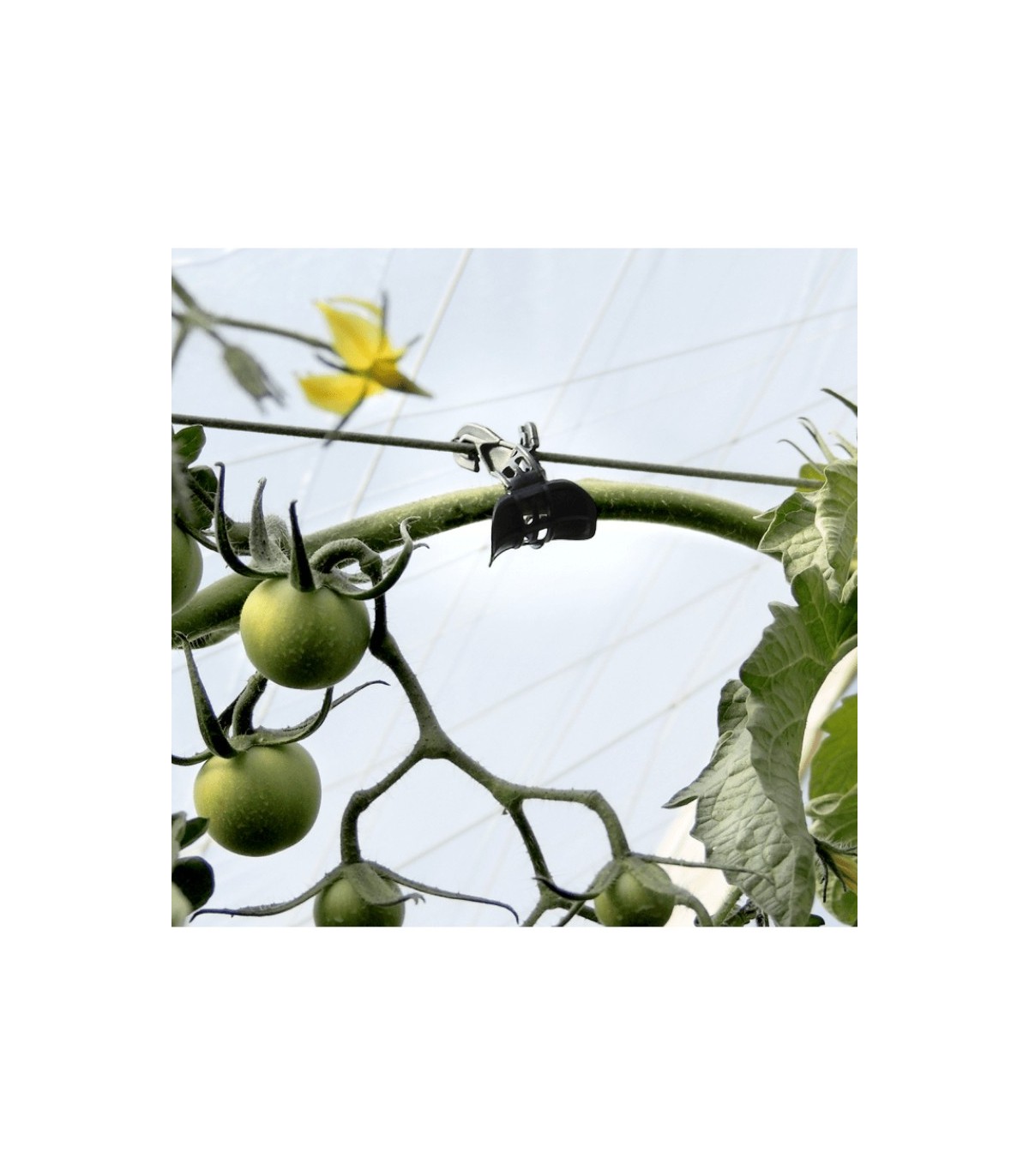 PINZA KOALA para descuelgue de tomateras x 100 Ud.