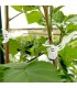 PINZA KOALA para descuelgue de tomateras x 100 Ud.