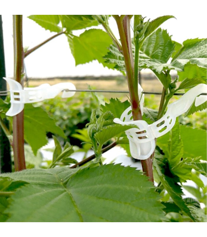 PINZA KOALA para descuelgue de tomateras x 100 Ud.