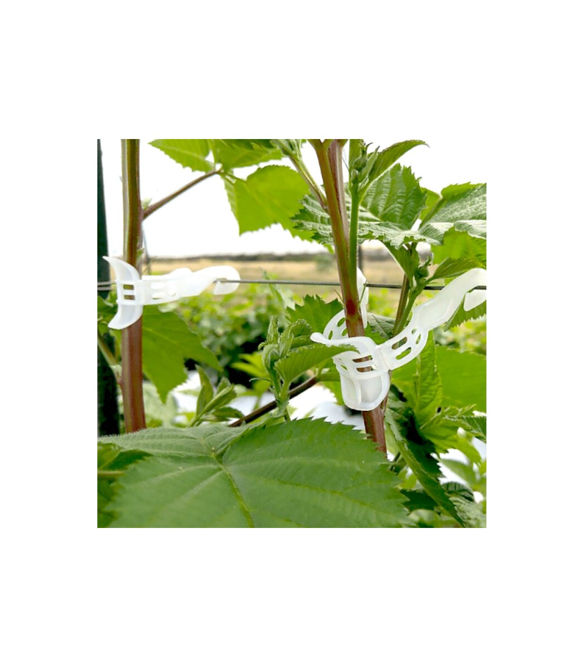 PINZA KOALA para descuelgue de tomateras x 100 Ud.