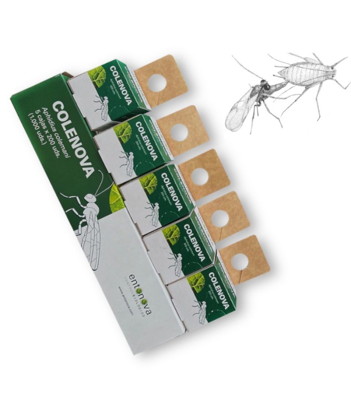 COLENOVA 5x200 Aphidius colemani contra pulgón
