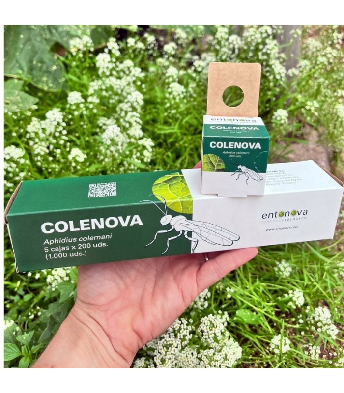 COLENOVA 5x200 Aphidius colemani contra pulgón