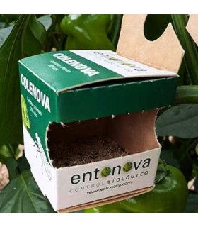 COLENOVA 5x200 Aphidius colemani contra pulgón