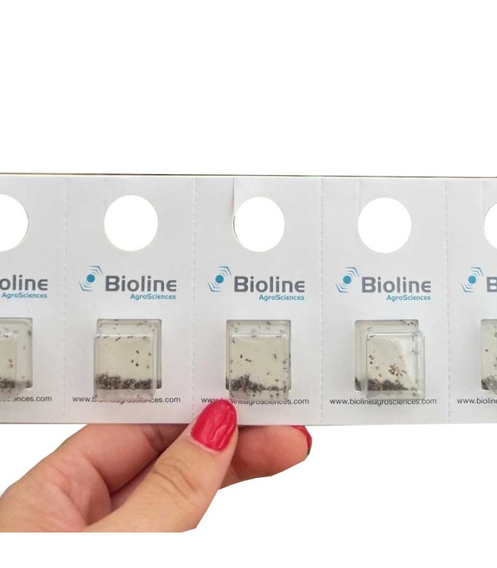 APHILINE  BLISTER  10x100 Aphidius colemani contra pulgón