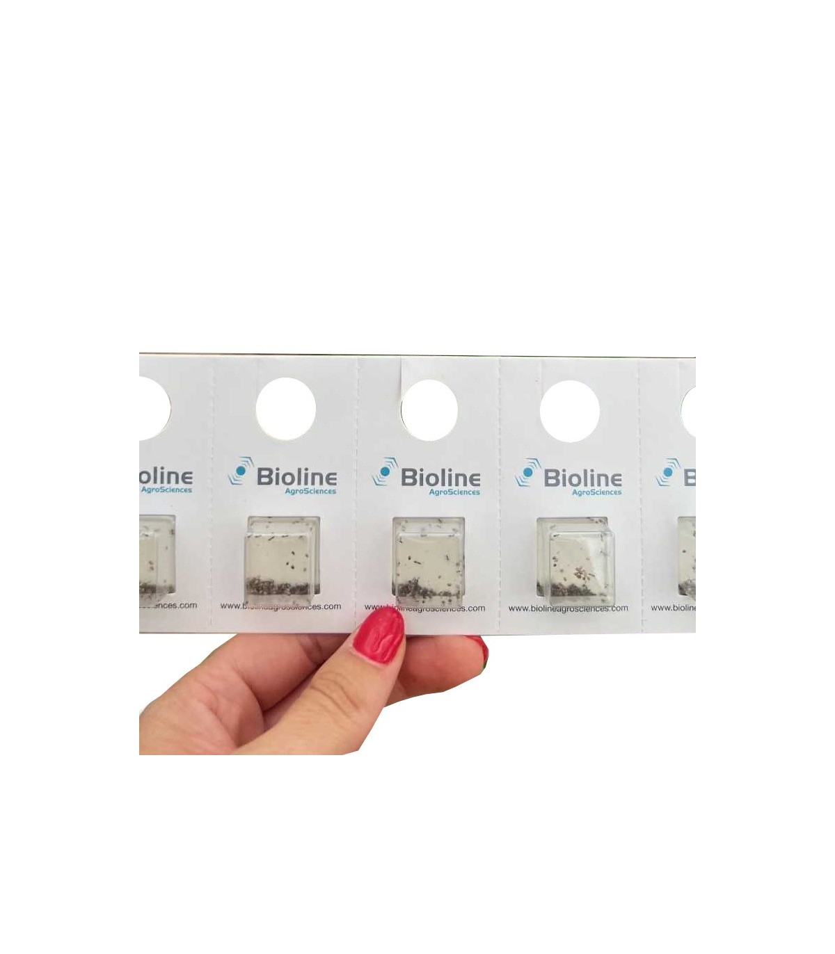 APHILINE  BLISTER  10x100 Aphidius colemani contra pulgón