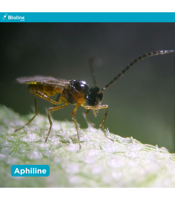 APHILINE  BLISTER  10x100 Aphidius colemani contra pulgón
