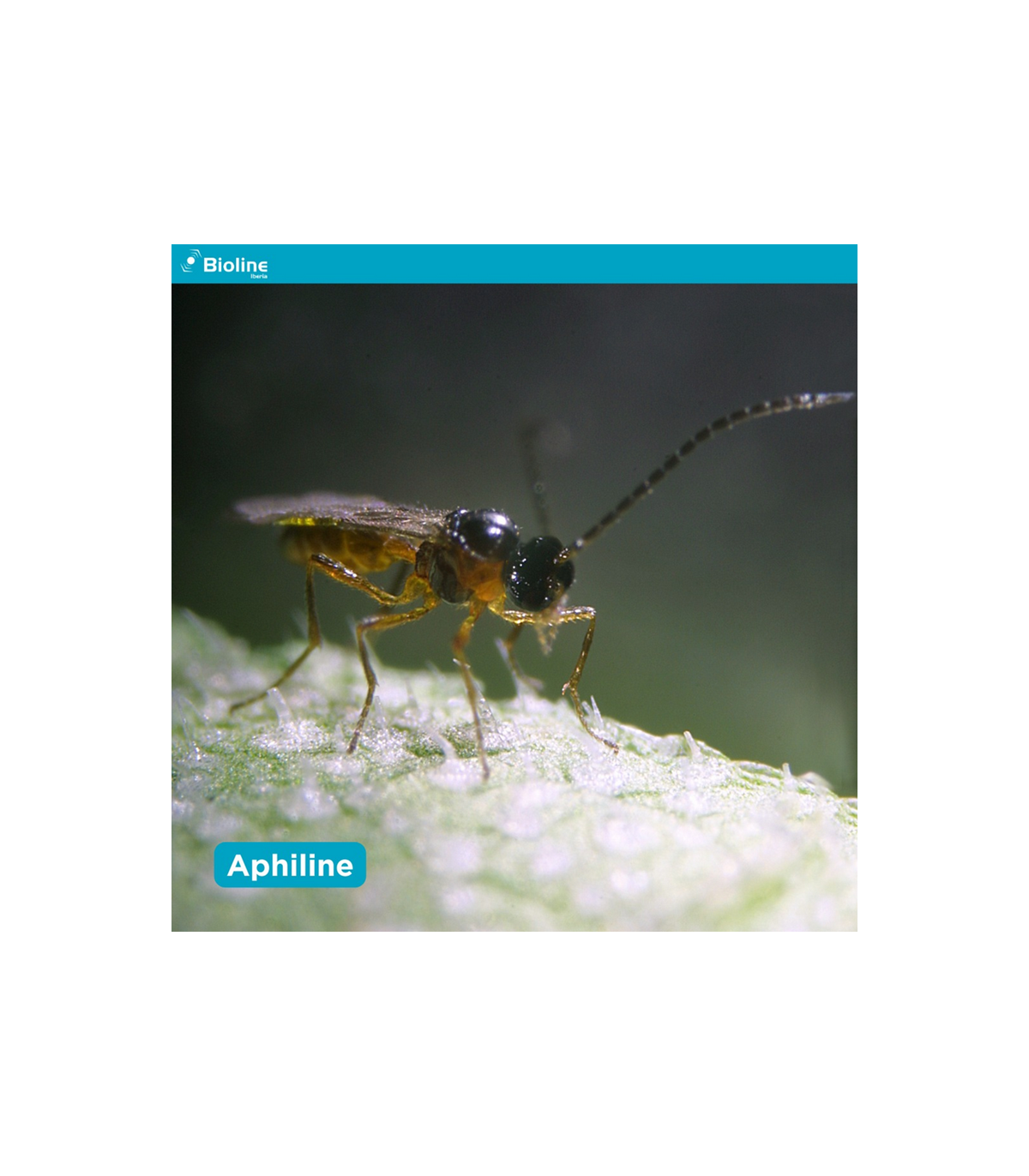 APHILINE  BLISTER  10x100 Aphidius colemani contra pulgón