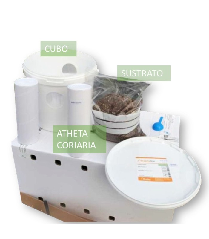 STAPHYLINE CUBO DE CRÍA depredador generalista en suelo