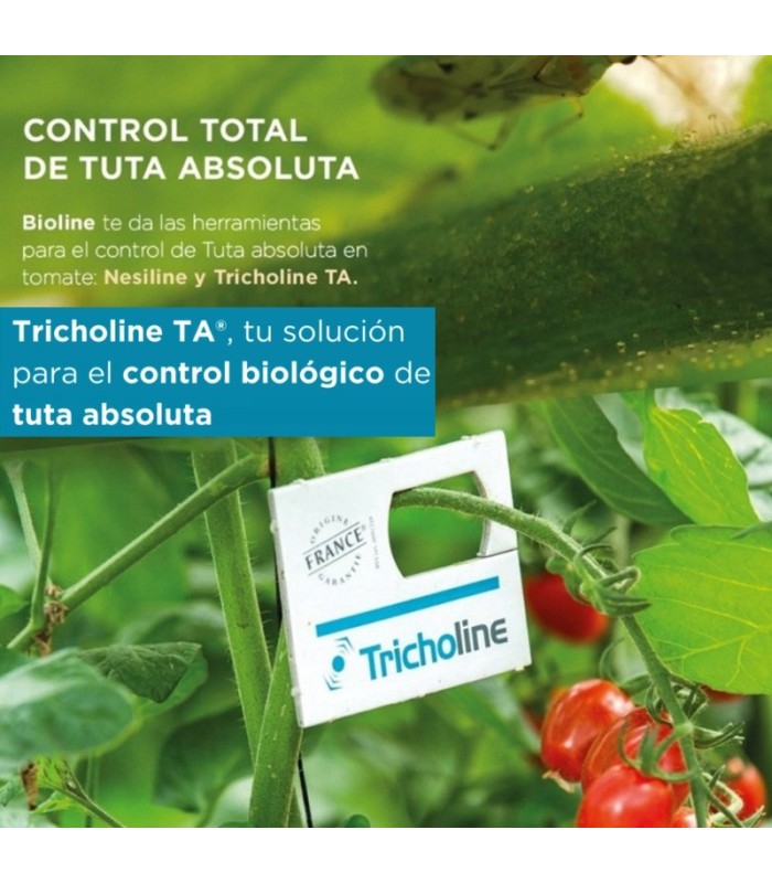 TRICHOLINE TA TARJETAS 25X2500 avispas parásitas de tuta absoluta