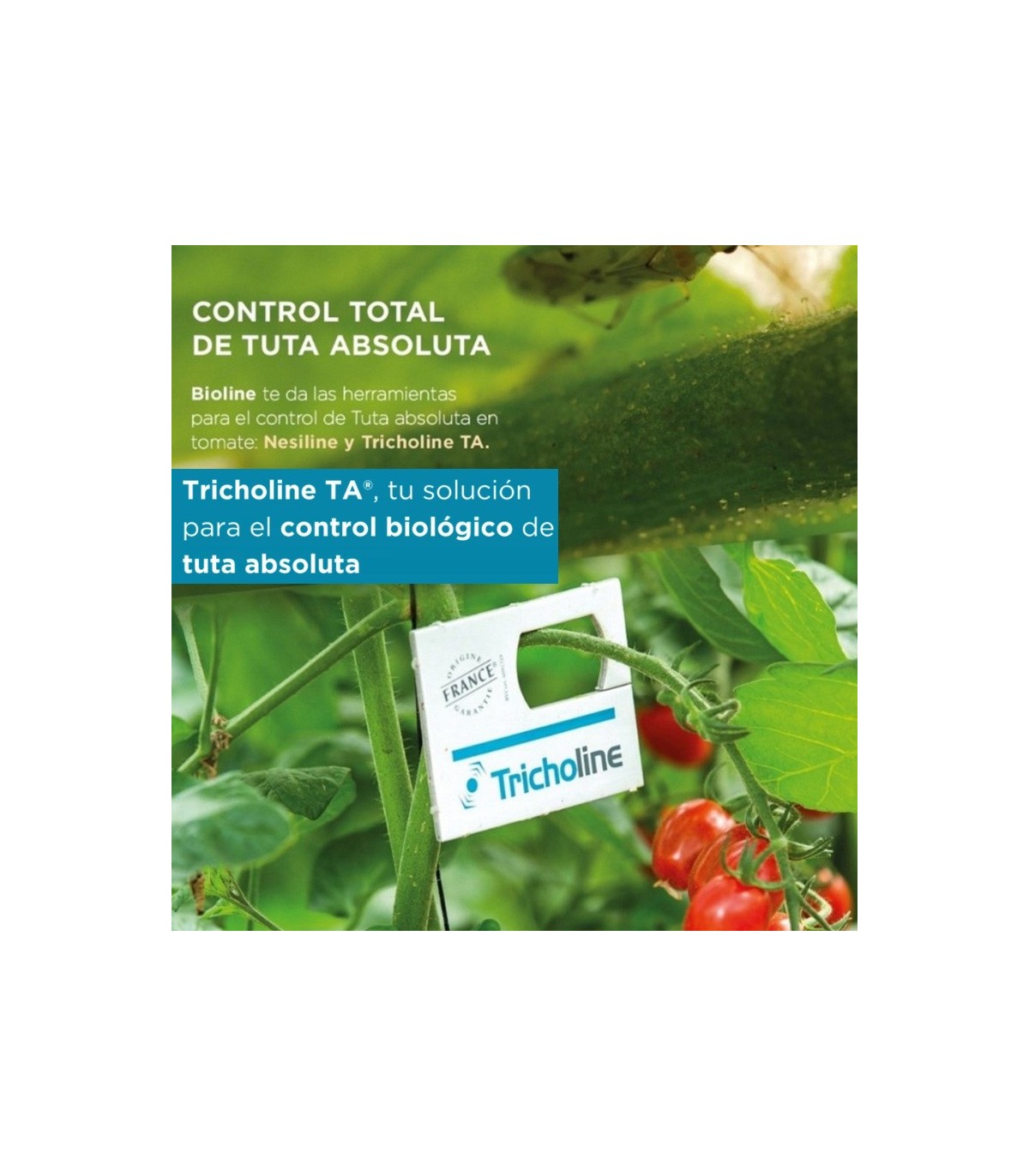 TRICHOLINE TA TARJETAS 25X2500 avispas parásitas de tuta absoluta
