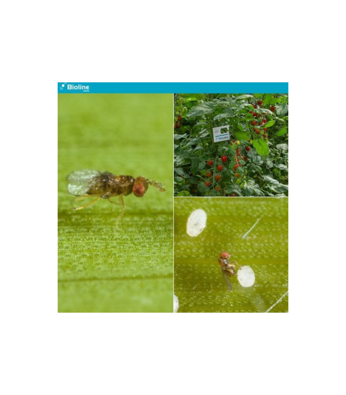 TRICHOLINE TA TARJETAS 25X2500 avispas parásitas de tuta absoluta