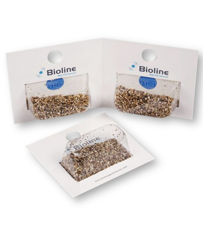 APHIDOLINE 1000 BLISTER 4x250 Aphidoletes depredador de pulgón