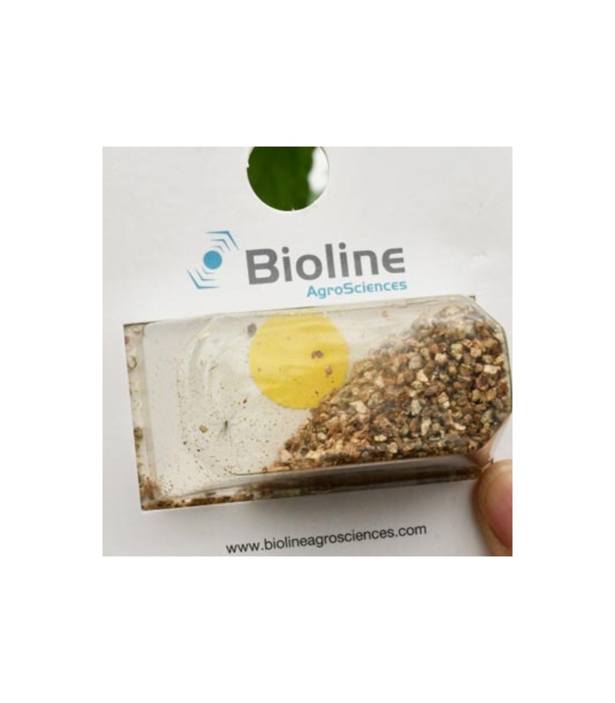 APHIDOLINE 1000 BLISTER 4x250 Aphidoletes depredador de pulgón