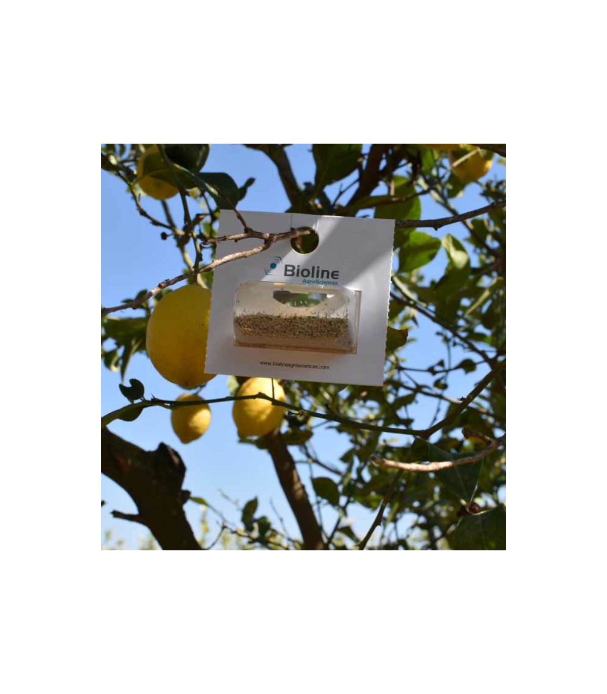 ANAGLINE 500 BLISTER 2X250 parasitoide de cochinilla algodonosa