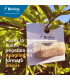 ANAGLINE 500 BLISTER 2X250 parasitoide de cochinilla algodonosa