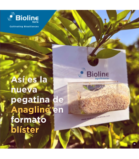 ANAGLINE 500 BLISTER 2X250 parasitoide de cochinilla algodonosa
