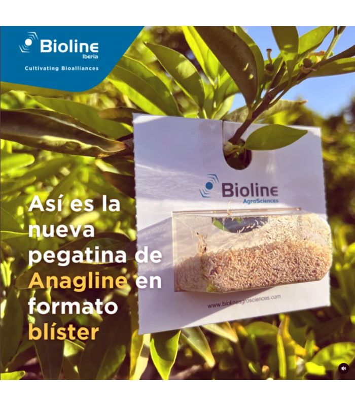 ANAGLINE 500 BLISTER 2X250 parasitoide de cochinilla algodonosa