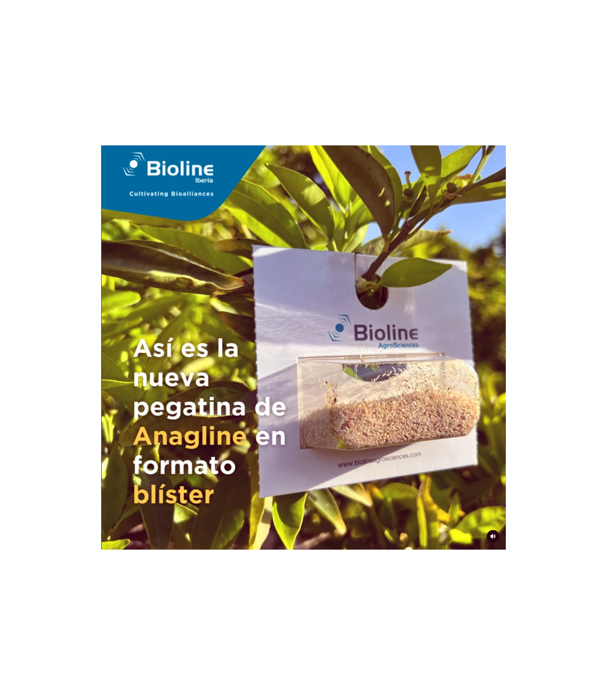 ANAGLINE 500 BLISTER 2X250 parasitoide de cochinilla algodonosa