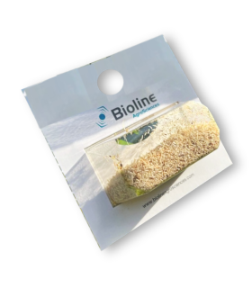 ANAGLINE 500 BLISTER 2X250 parasitoide de cochinilla algodonosa