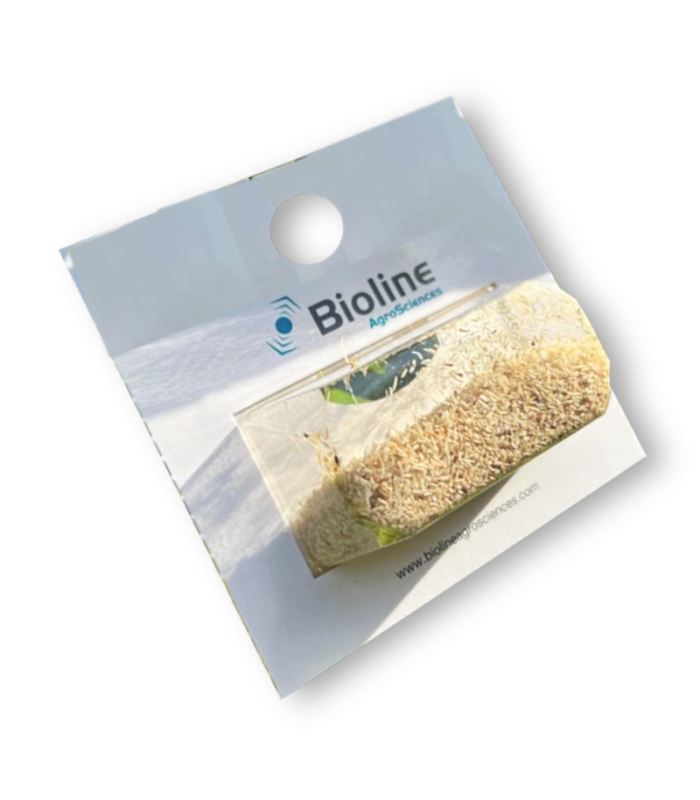 ANAGLINE 500 BLISTER 2X250 parasitoide de cochinilla algodonosa