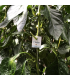ERETLINE 5000 BLISTER 20x250 biocontrol de mosca blanca
