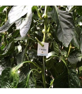 ERETLINE 5000 BLISTER 20x250 biocontrol de mosca blanca