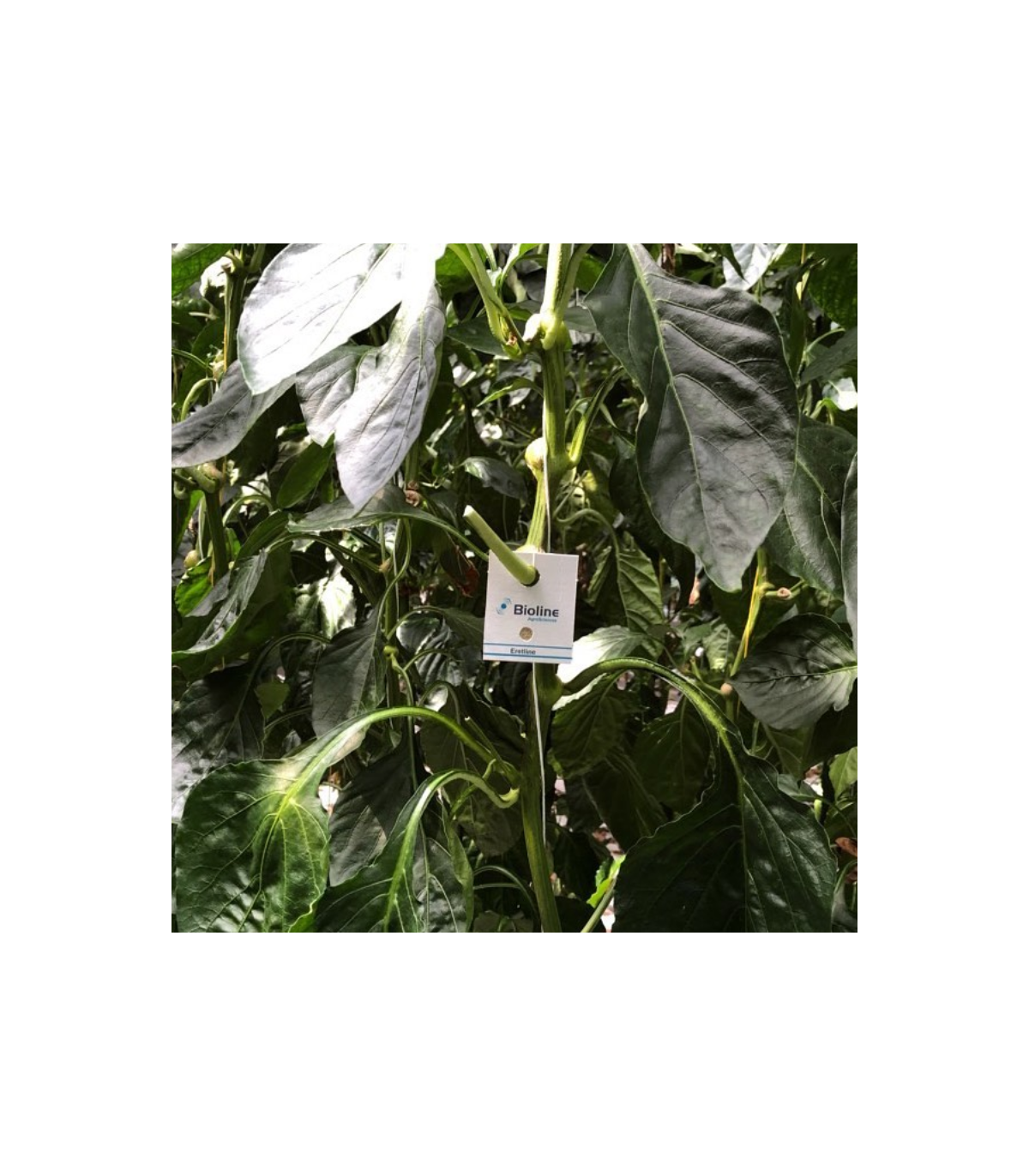 ERETLINE 5000 BLISTER 20x250 biocontrol de mosca blanca