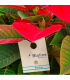 ERETLINE 5000 BLISTER 20x250 biocontrol de mosca blanca