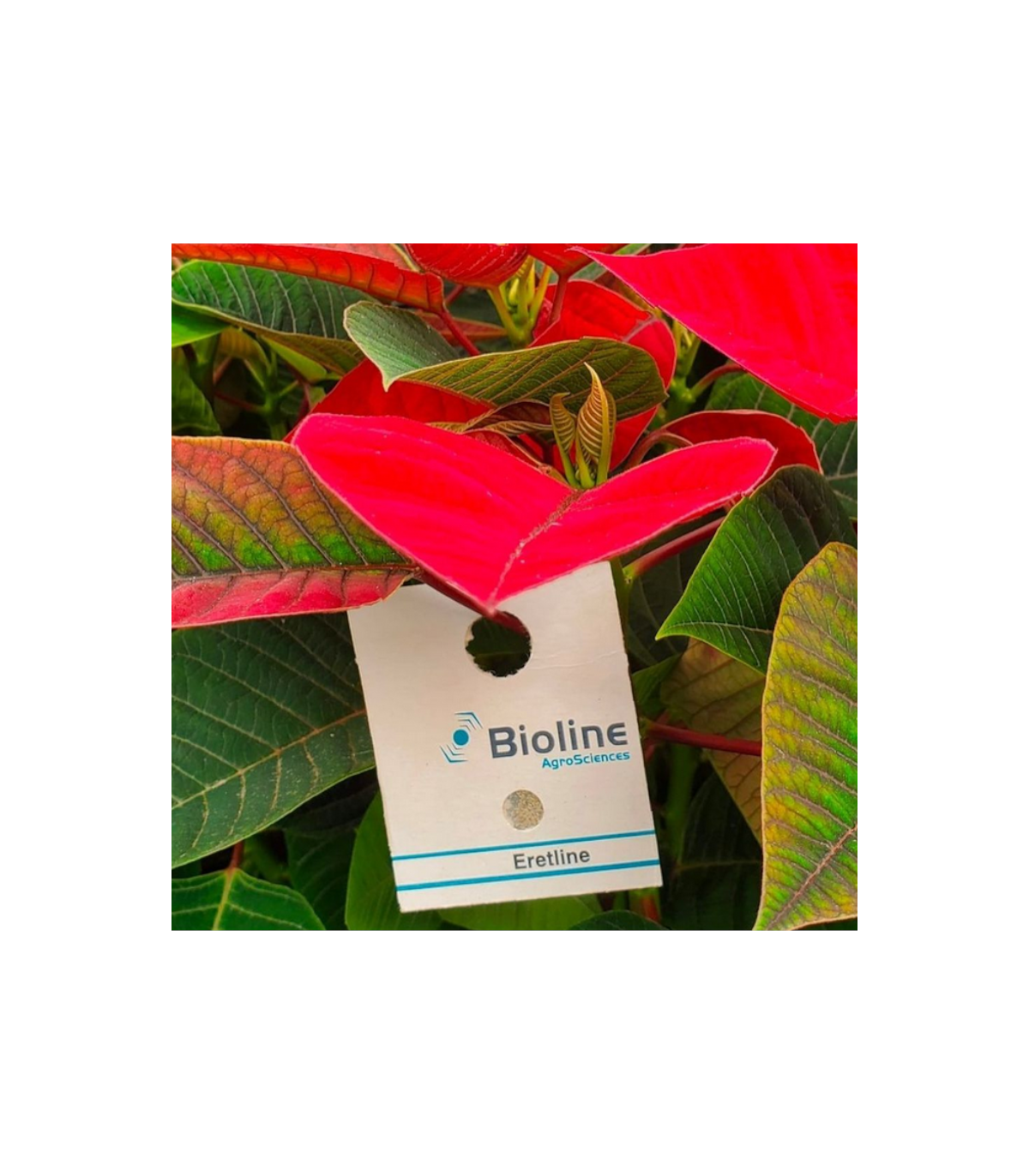 ERETLINE 5000 BLISTER 20x250 biocontrol de mosca blanca