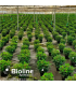 ERETLINE 5000 BLISTER 20x250 biocontrol de mosca blanca