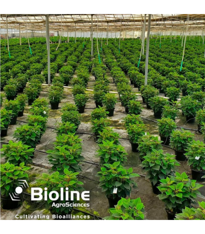 ERETLINE 5000 BLISTER 20x250 biocontrol de mosca blanca