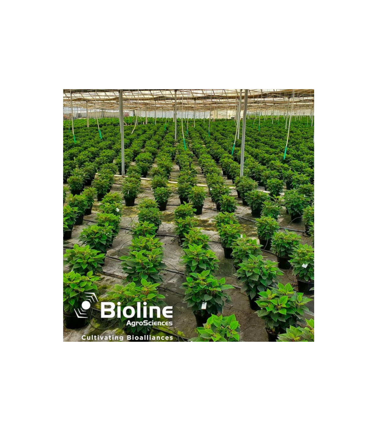ERETLINE 5000 BLISTER 20x250 biocontrol de mosca blanca