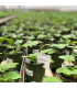 ERETLINE 5000 BLISTER 20x250 biocontrol de mosca blanca