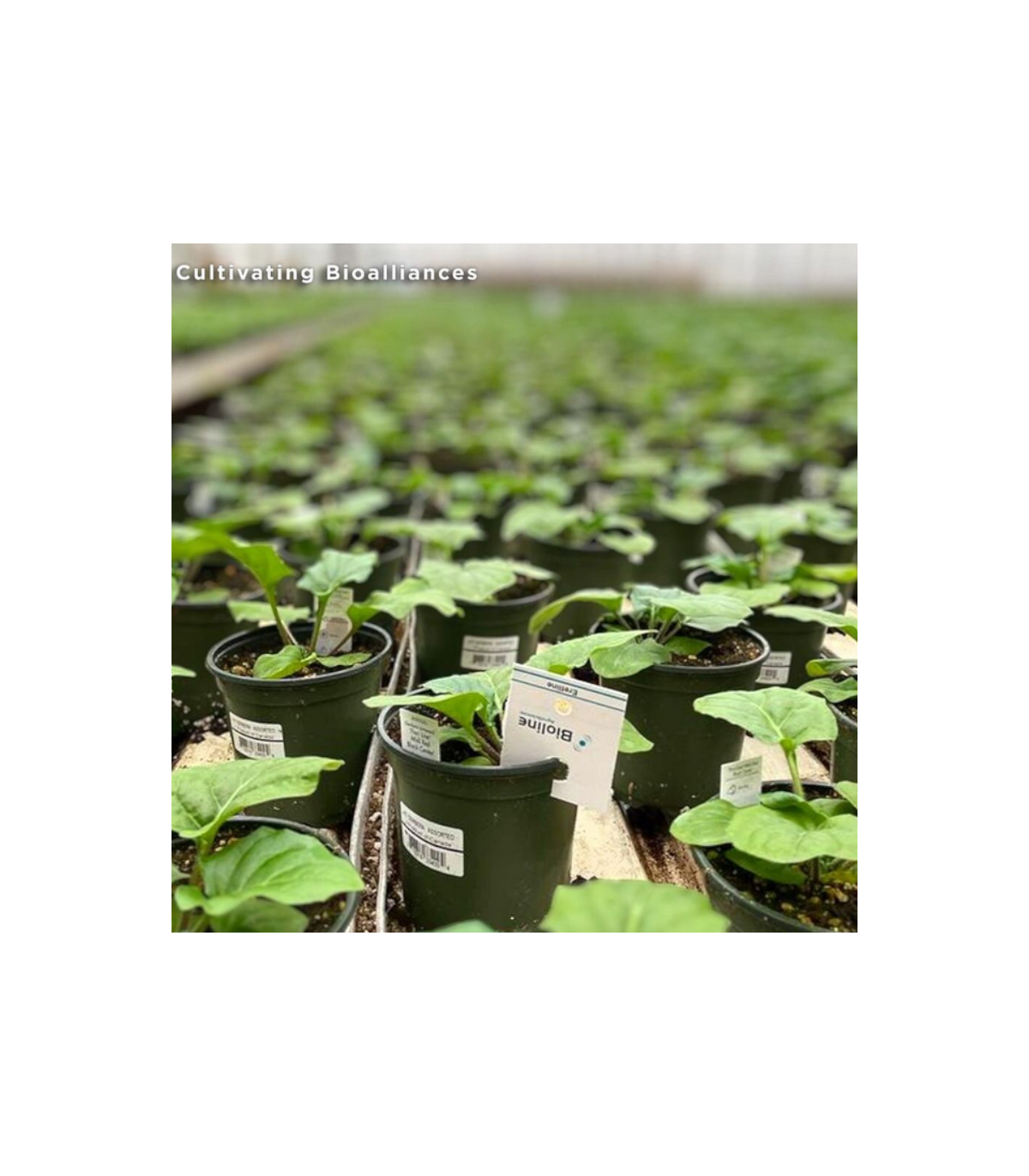 ERETLINE 5000 BLISTER 20x250 biocontrol de mosca blanca