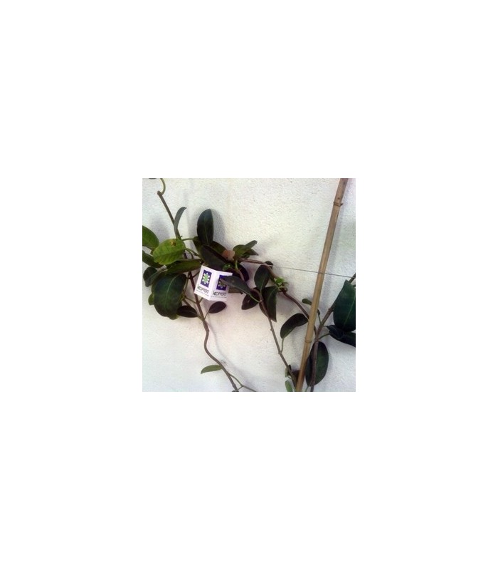 chrysopa Koppert