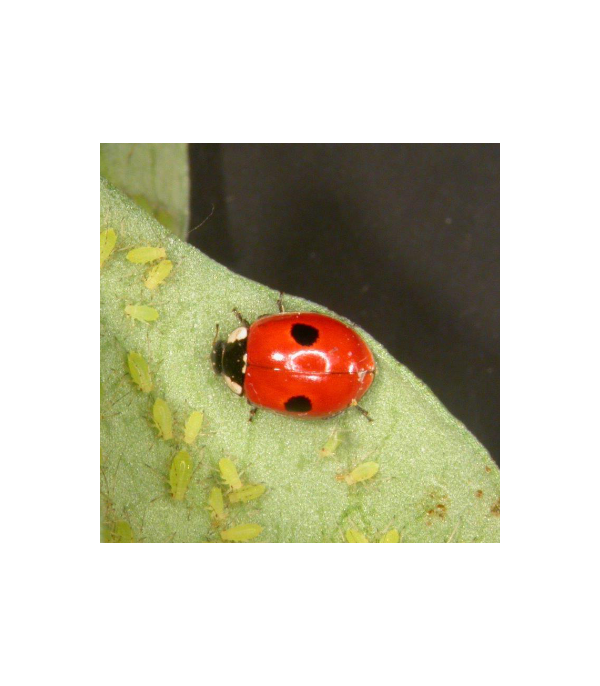 ADALINE 25 Adultos de Adalia bipunctata mariquita depredadora de pulgones