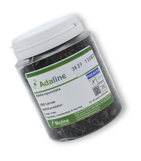 ADALINE 250 larvas de mariquitas contra pulgón