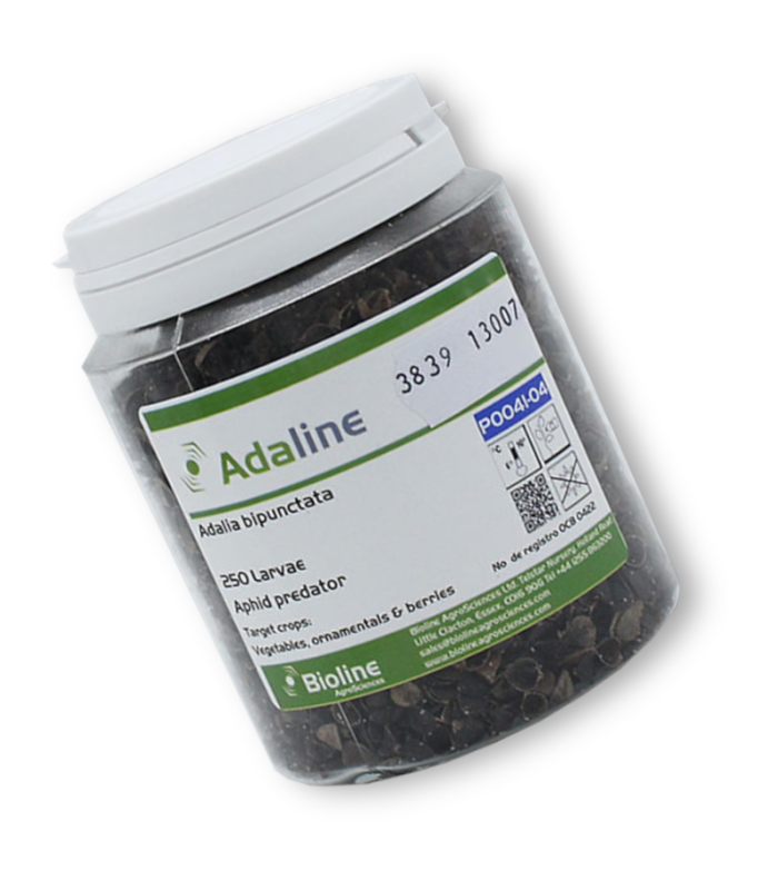 ADALINE 250 larvas de mariquitas contra pulgón