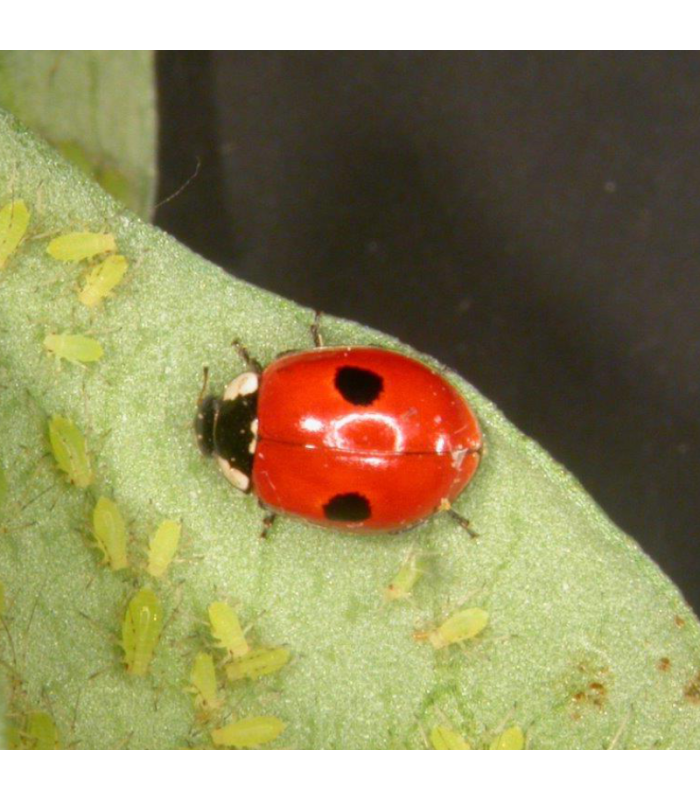 ADALINE 250 larvas de mariquitas contra pulgón