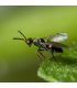 DIGLINE 250 biocontrol de moscas minadoras de hoja