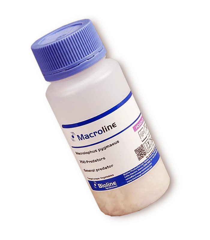 MACROLINE 250 depredador generalista Macrolophus