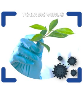 Detección de tobamovirus en plantas frutas y hortalizas