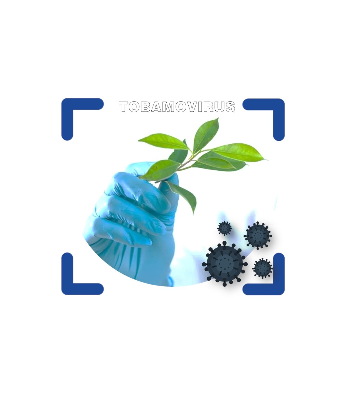 Detección de tobamovirus en plantas frutas y hortalizas