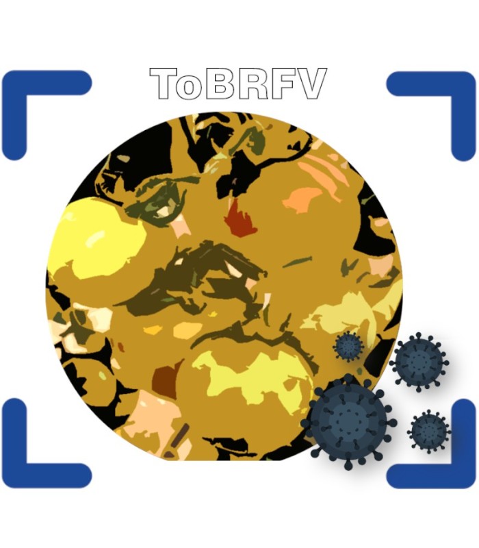 Detección y confirmación mediante PCR del virus rugoso del tomate (ToBRFV)