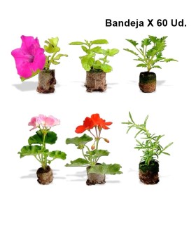 ESQUEJE ENRAIZADO bandeja X 60 Ud.