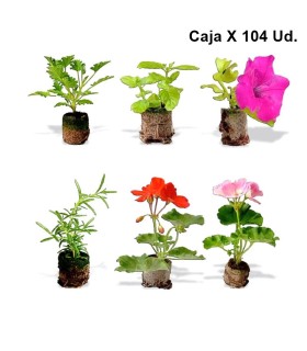 ESQUEJE ENRAIZADO caja x 100 ud