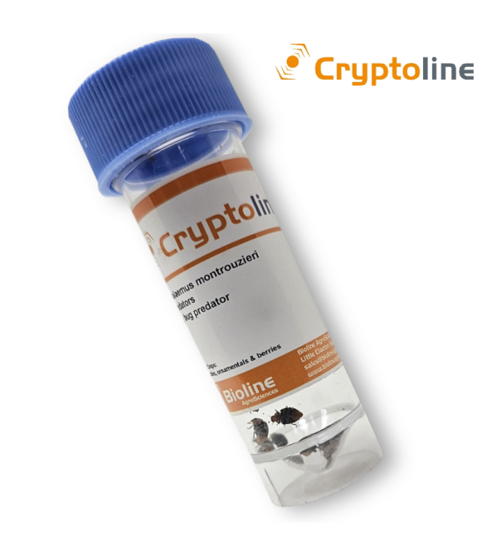 CRYPTOLINE 25 adultos control de cochinilla algodonosa