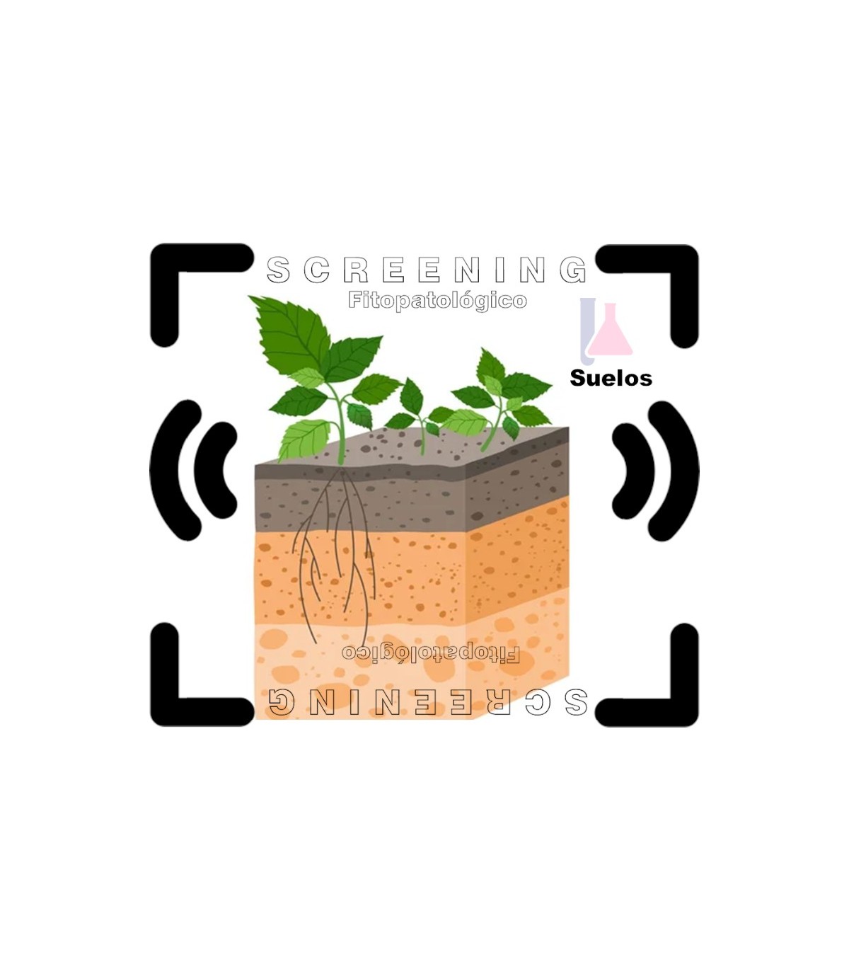 Analisis y detección de fitopatógenos frecuentes en suelos cultivables