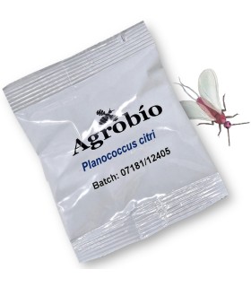 COCHINILLA ALGODONOSA feromona agrobio 40 dias